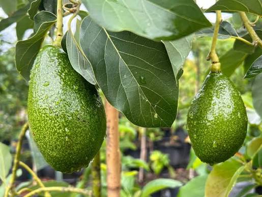 Utuado avocado tree producing large green avocados