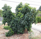 Utuado semi-dwarf avocado tree for Florida gardens