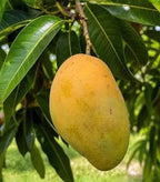 Oblong golden yellow-green mango hanging among narrow green leaves.
