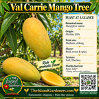 Val Carrie mango product graphic with oblong yellow-green fruit, orange-yellow flesh, growing information, The Island Gardeners logo, and Harvest Calendar QR code.