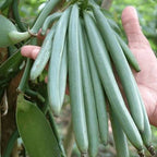 Green vanilla bean pods developing on a vanilla orchid vine