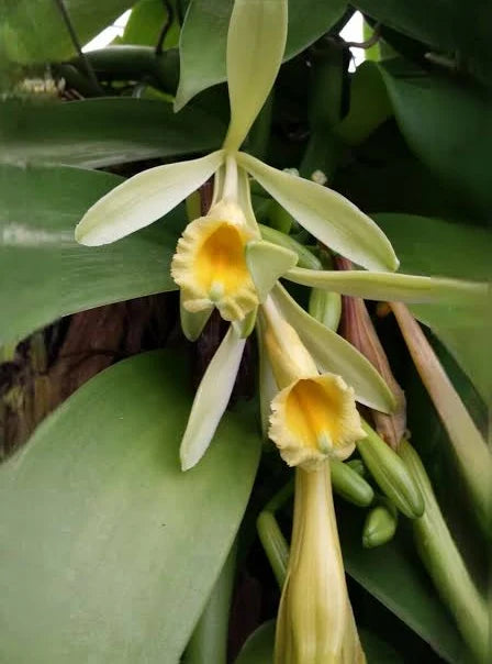 Pale green-yellow flower on a Vanilla planifolia orchid