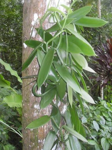Vanilla bean orchid vine climbing a tree