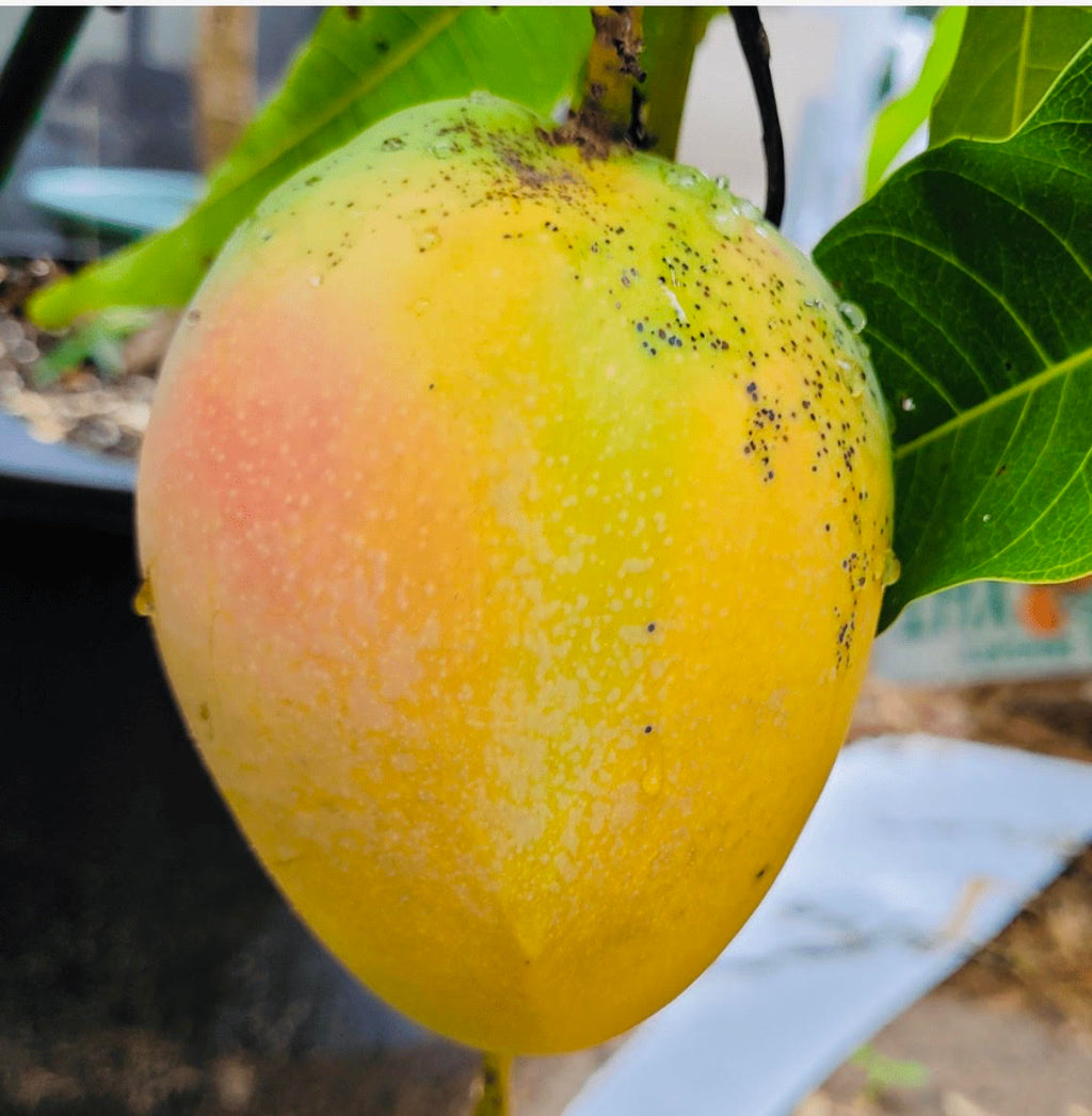 Venus Mango Tree Grafted ( Late Season )