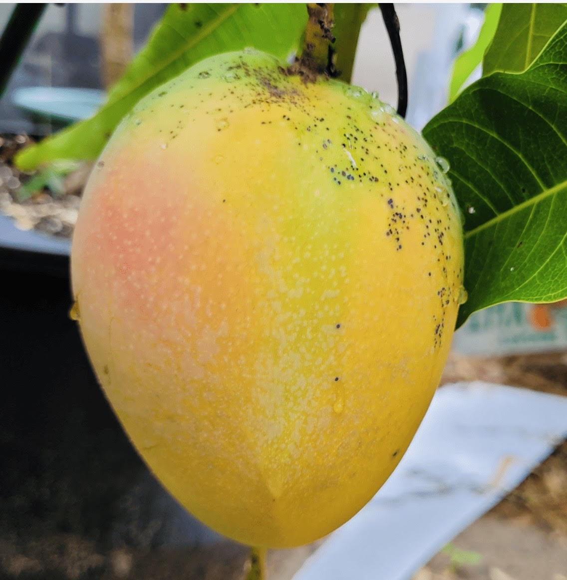 Venus Mango Tree Grafted ( Late Season )