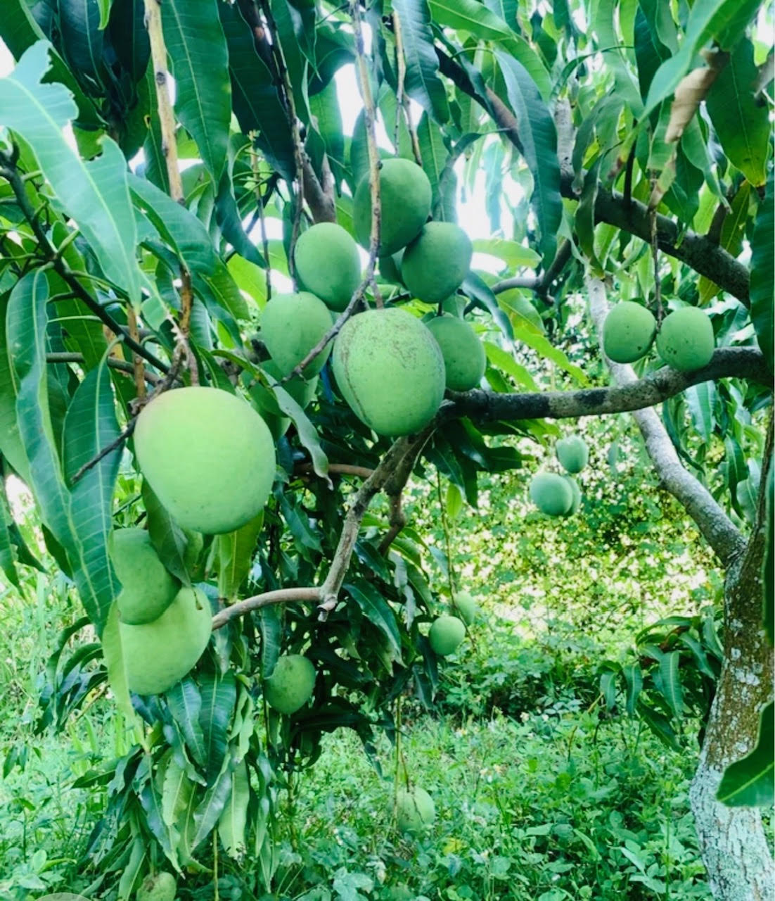 Venus Mango Tree Grafted ( Late Season ) – The Island Gardeners