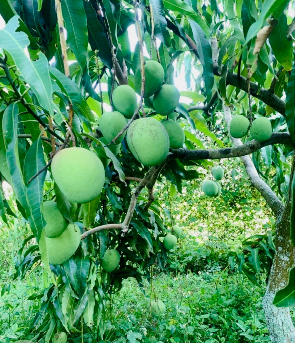 Venus Mango Tree Grafted ( Late Season )