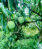 Venus Mango Tree Grafted ( Late Season )