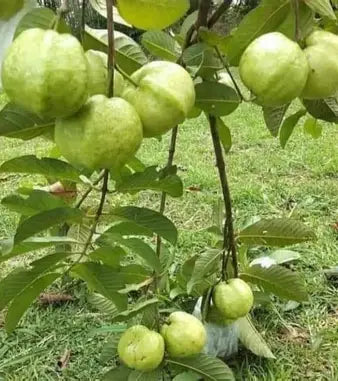 White Asian guavas growing among green leaves