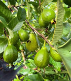 White Indonesian guavas growing among green leaves