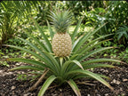 Pineapple fruit growing on a central stalk among long gray-green leaves.
