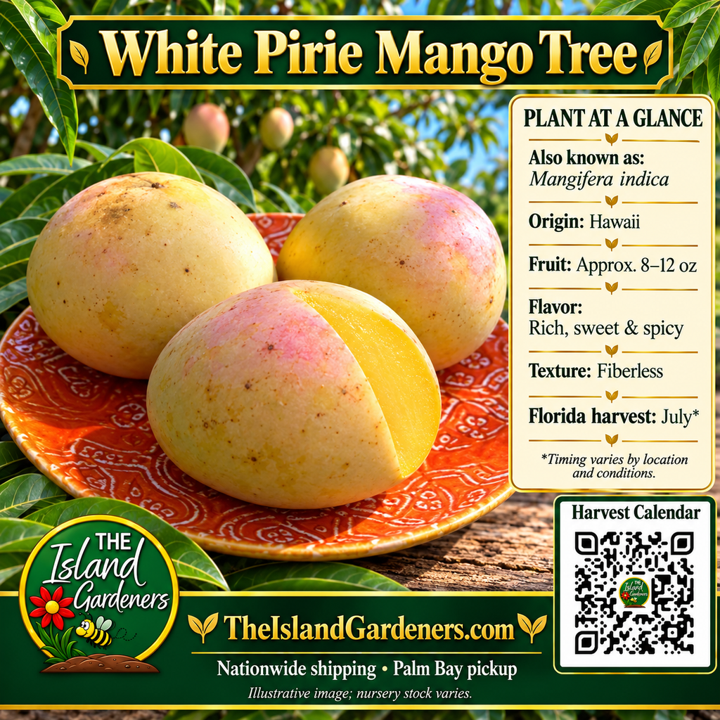 White Pirie mango graphic with rounded pale yellow fruit, soft blush, yellow flesh, a growing guide, and a Harvest Calendar QR code.