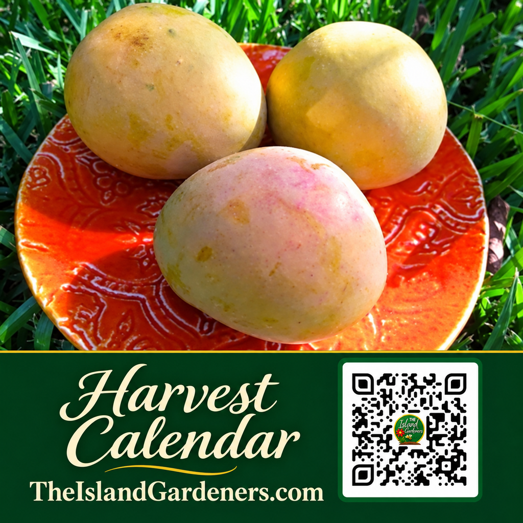Rounded yellow-green mango with natural dark freckles on its skin.