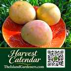 Rounded yellow-green mango with natural dark freckles on its skin.