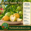 Green and golden white sapote fruit in a ceramic bowl, with an opened fruit showing creamy flesh beneath a leafy fruiting branch. 