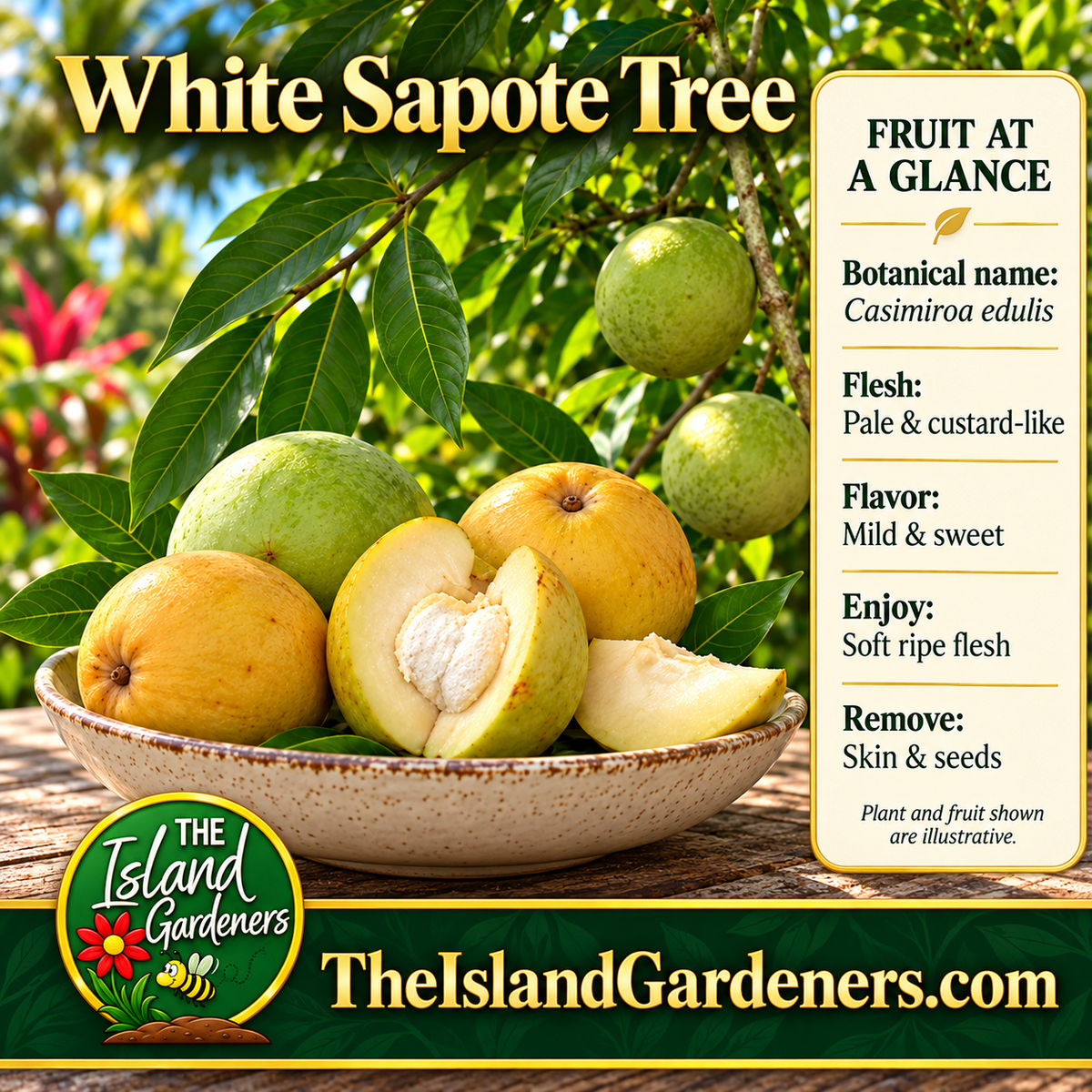 Green and golden white sapote fruit in a ceramic bowl, with an opened fruit showing creamy flesh beneath a leafy fruiting branch. 