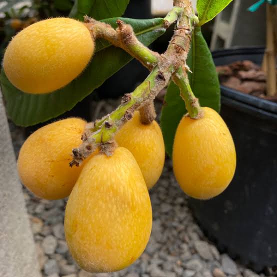 Cluster of yellow-orange loquats growing among green leaves.