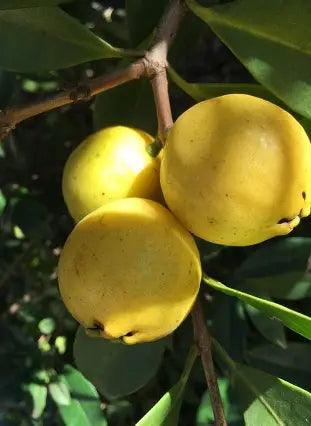 Yellow Cattley guava cluster among green leaves