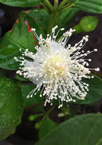 Yellow Cattley guavas flower among green leaves