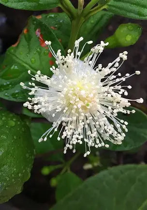 Yellow Cattley guavas flower among green leaves