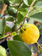 Yellow Cattley guavas growing among green leaves