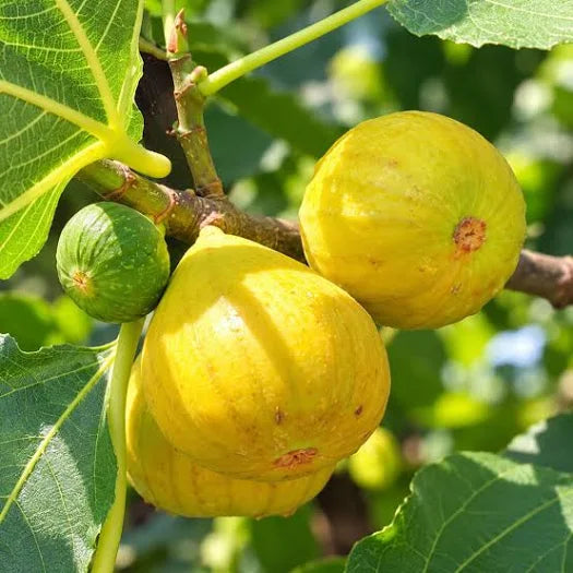 Ripe yellow figs on a Yellow Thailand Honey Fig Tree Branch