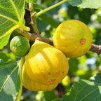 Ripe yellow figs on a Yellow Thailand Honey Fig Tree Branch