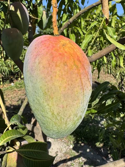 Elongated oval O-15 mango with pink-red blush over green-yellow skin on a tree