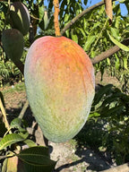 Elongated oval O-15 mango with pink-red blush over green-yellow skin on a tree