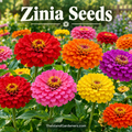 A vibrant garden of colorful zinnia flowers in full bloom, featuring red, orange, pink, yellow, and purple blooms with green foliage. The text 'Zinia Seeds' is displayed at the top, and 'TheIslandGardeners.